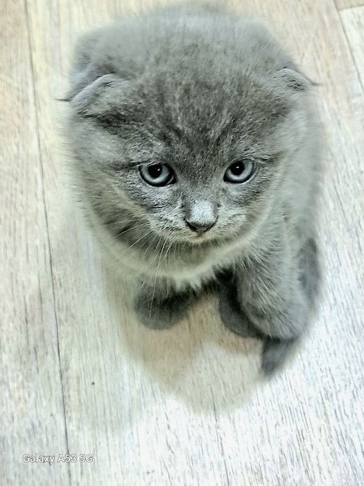 Котята, породистые.