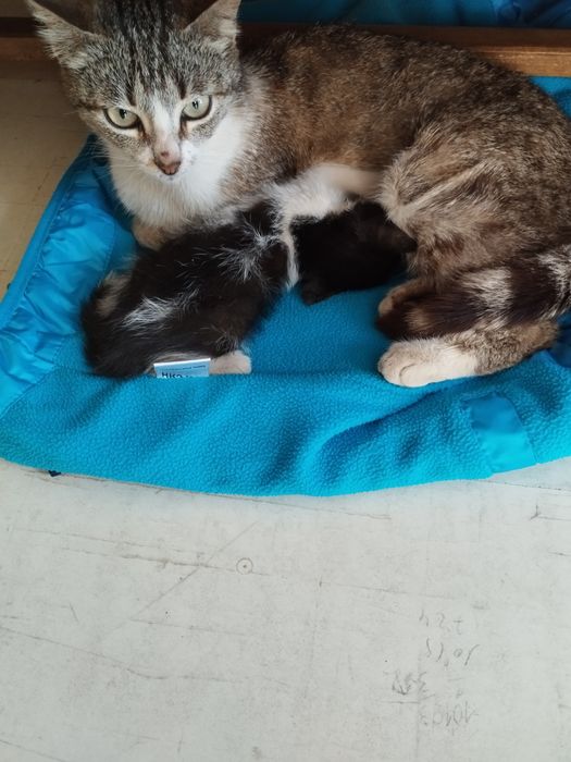Котенца на един месец търсят стопани