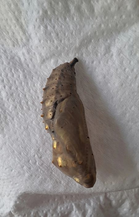 Ouă de fluturi (Vanessa cardui / Painted Lady)