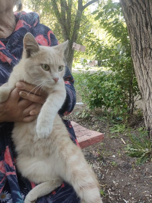 Отдаю бесплатно кота