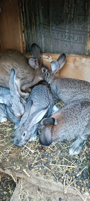 Продам кроликов по 2тс