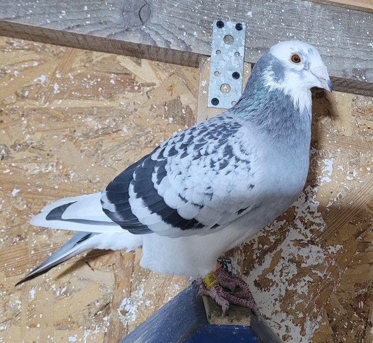 Vând porumbei de diferite rase