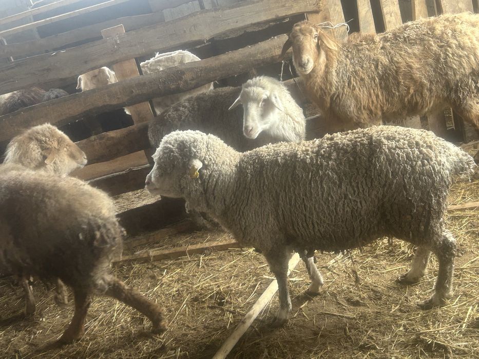 Продам жирных баран