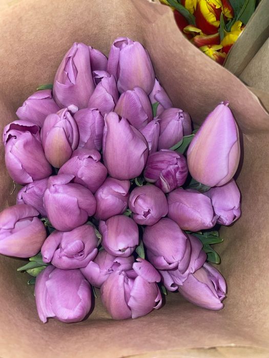 Тюльпаны предзаказ
