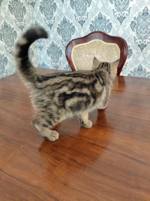 Scottish fold 1 yoshga tolmagan