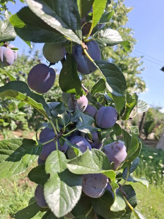 Prune centenar de vânzare