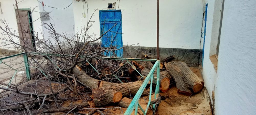 Ағаш кесеміз Тараз қаласы боиынша