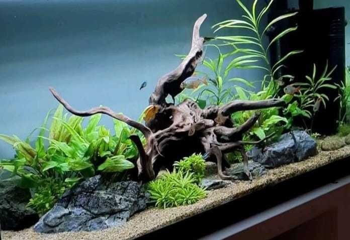 Аквариум аквариумное оформление