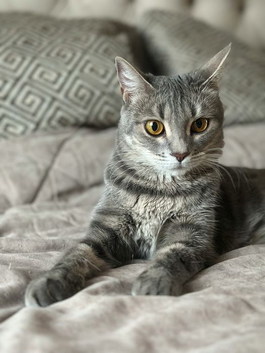 Кошечка Лекси 1,5 года