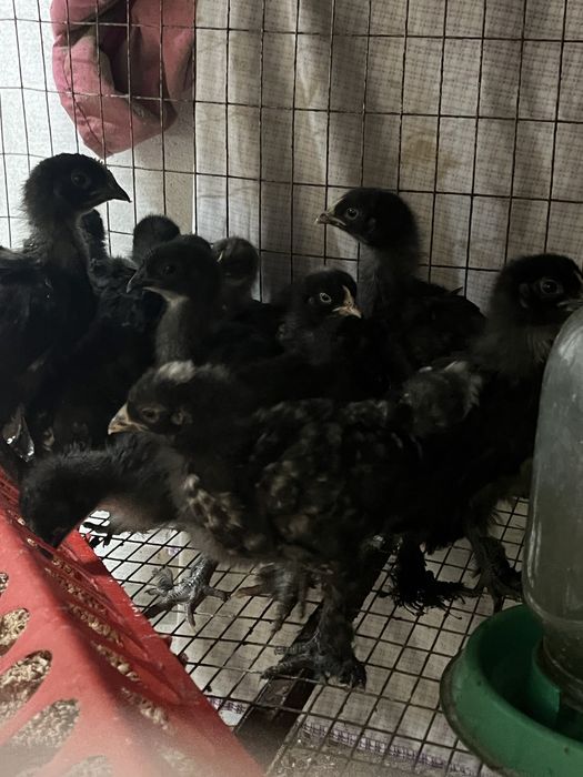Продаю цыплят домашние