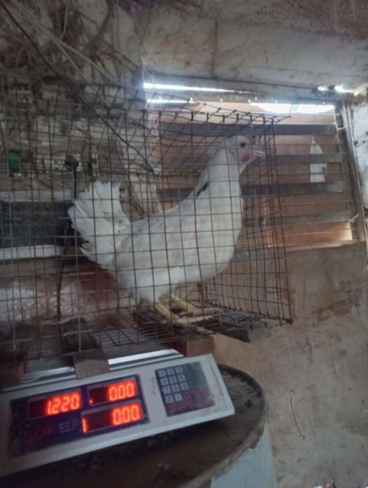 Tuxumga oq tovuqlar "Loman sendi " zotli tovuqlar mavjud...