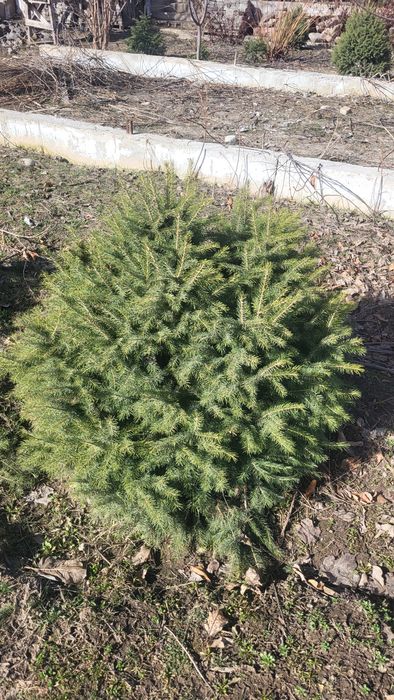 Продам  елки тянь- шянь