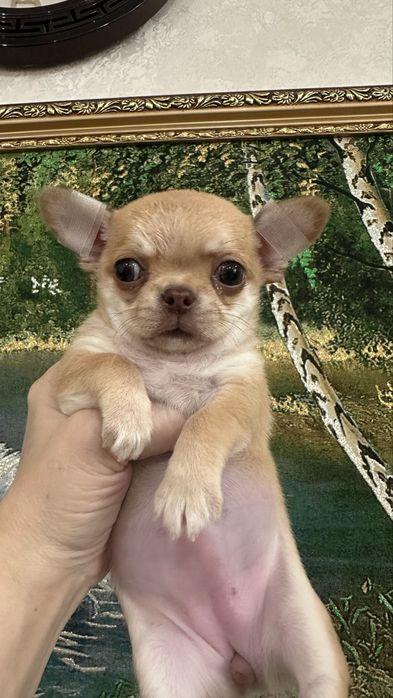 Супер детка чихуашечка в современном типе