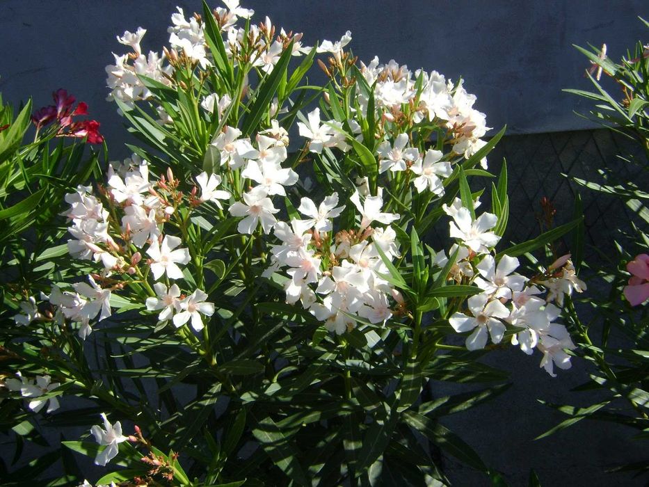 Leandru premium in ghiveci  diverse culori livrare in toata tara