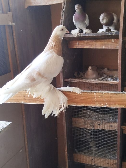 Продам голубя Тасмана на гребле