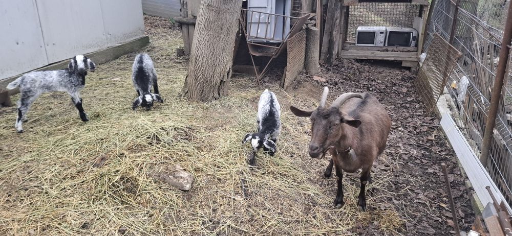 Schimba locația  se vinde