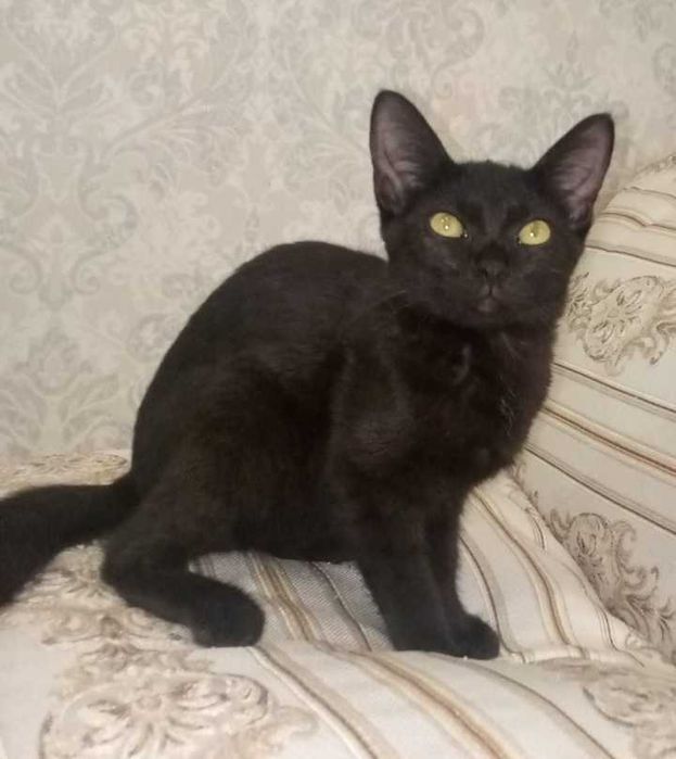 Котики редкой породы