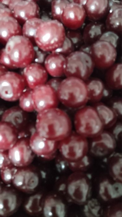 Продам вишню дачную