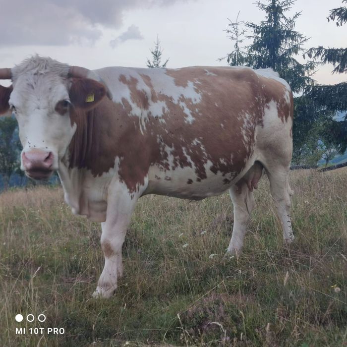 Bălțata românească