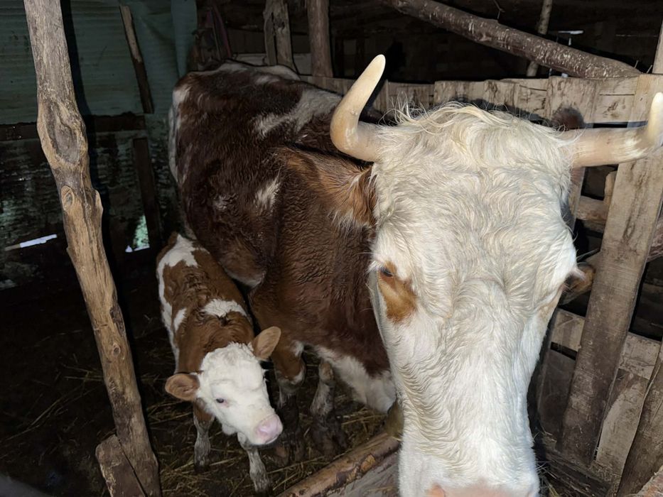 Vaca cu vitea de vanzare