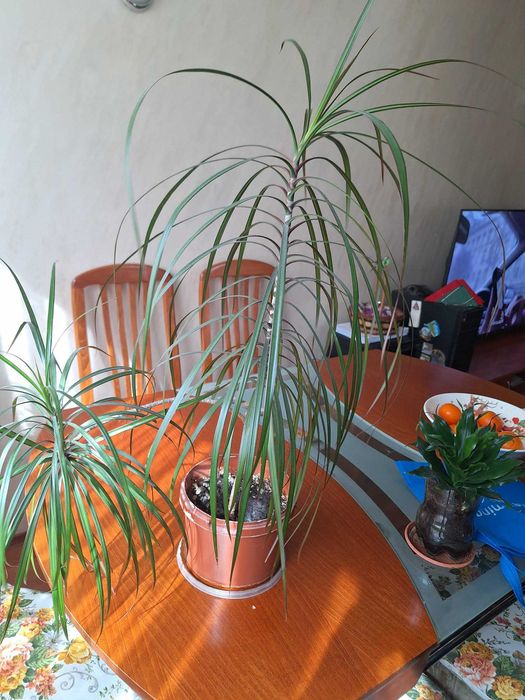 Драцена компакта и драцена маргината