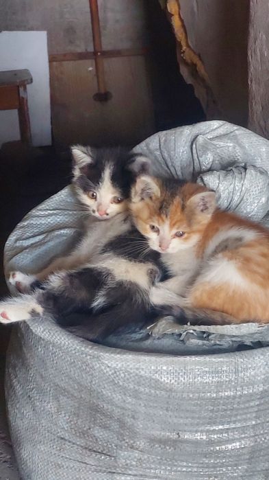 Котятки для ответственных и сострадательных людей с
