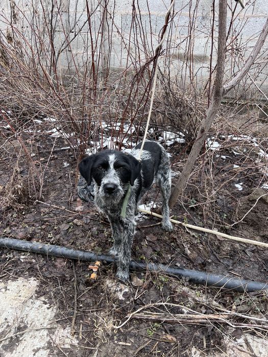 Продаеться дратхаара