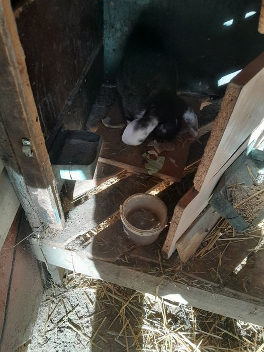 Кролики  кроьчихи