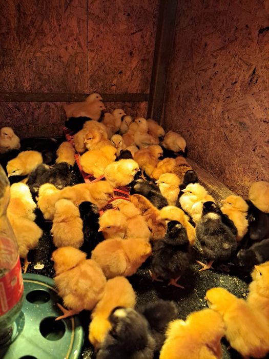 Pui de tare si golasi