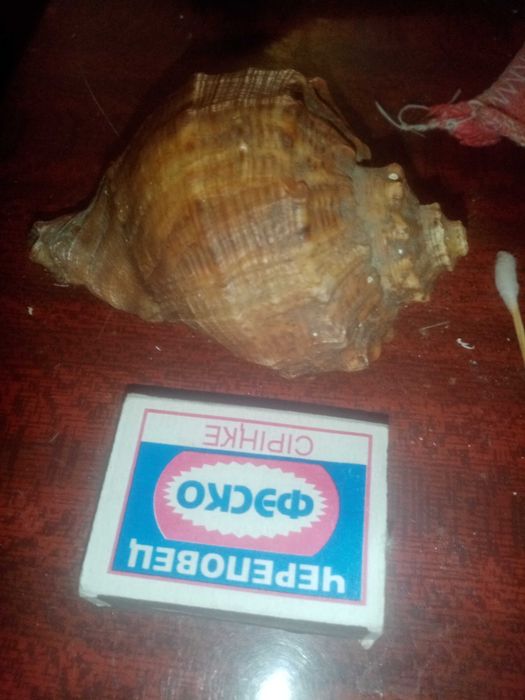 Ракушка времени ссср из моря