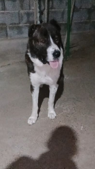 Еркек ит сатлады