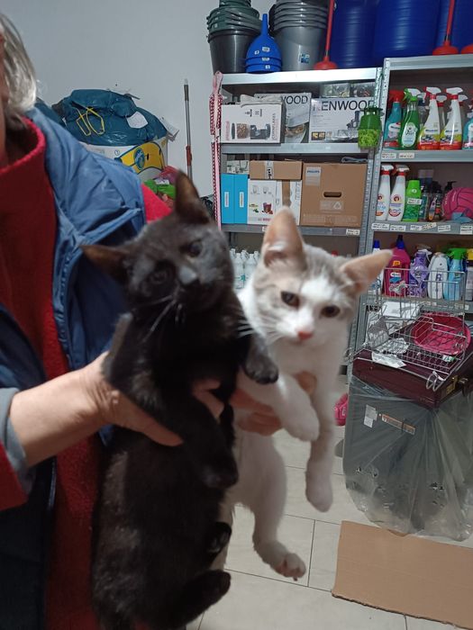 Donez 2 pui de pisică