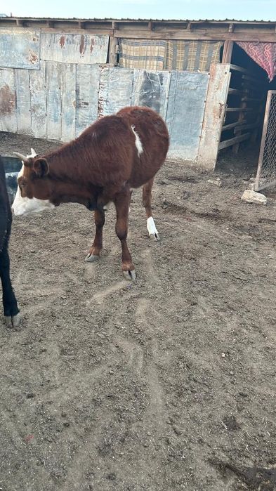 Мал 
3бас ургашы,1.7айлыктар 
Семіз домашний 
Бага