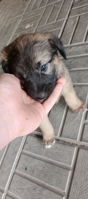 Отдам щенков в хорошие руки