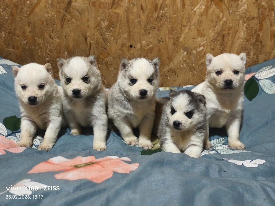 Продам щенков сибирской хаски.