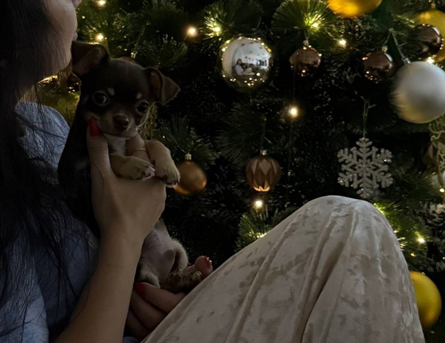 Вязка чихуахуа ищем девочку.