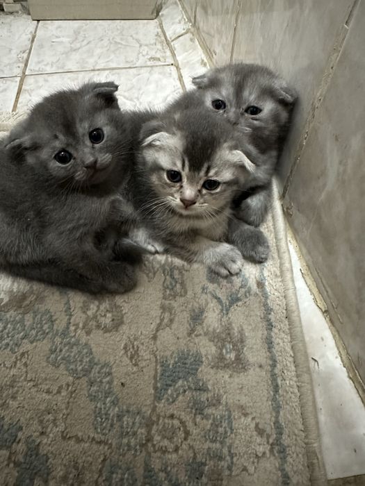 Шатланский мысыктар