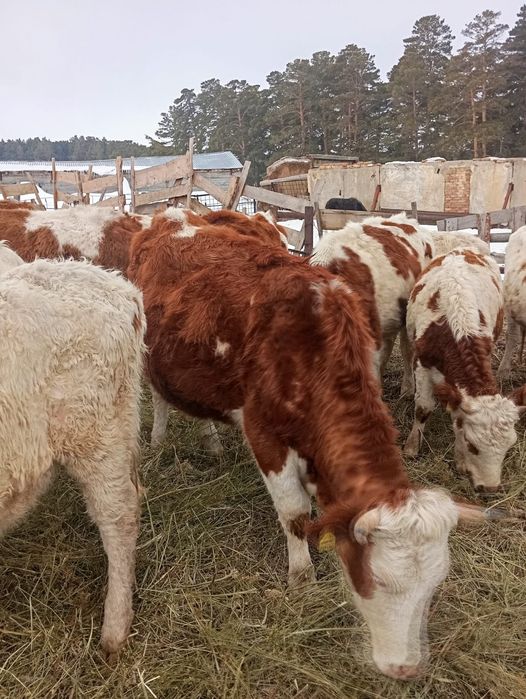 Телки симментал стельные