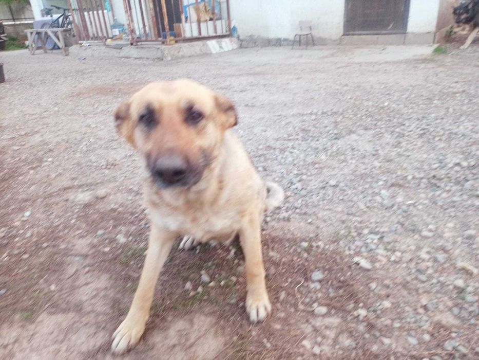 Восточно Европейская овчарка