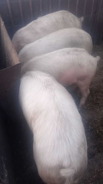 Домашно гледани  прасета