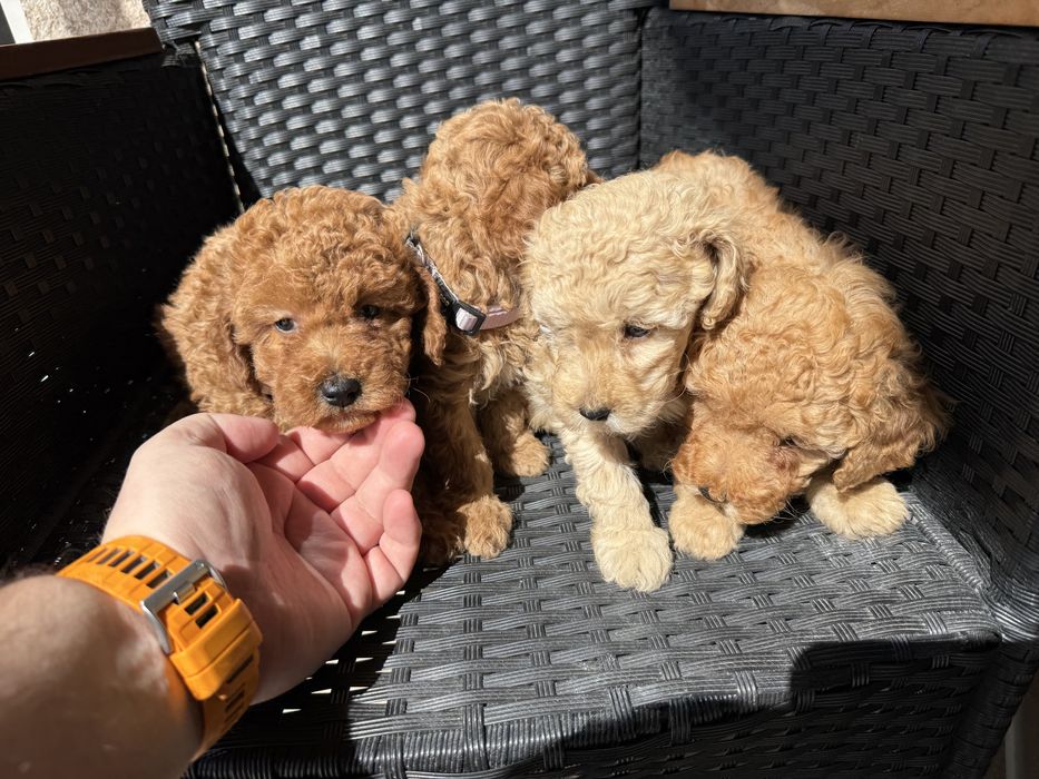 Мини пудели актулано от 25.1.2026