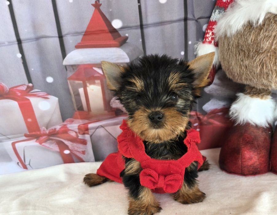 Йоркширски териер ,Йорки мини