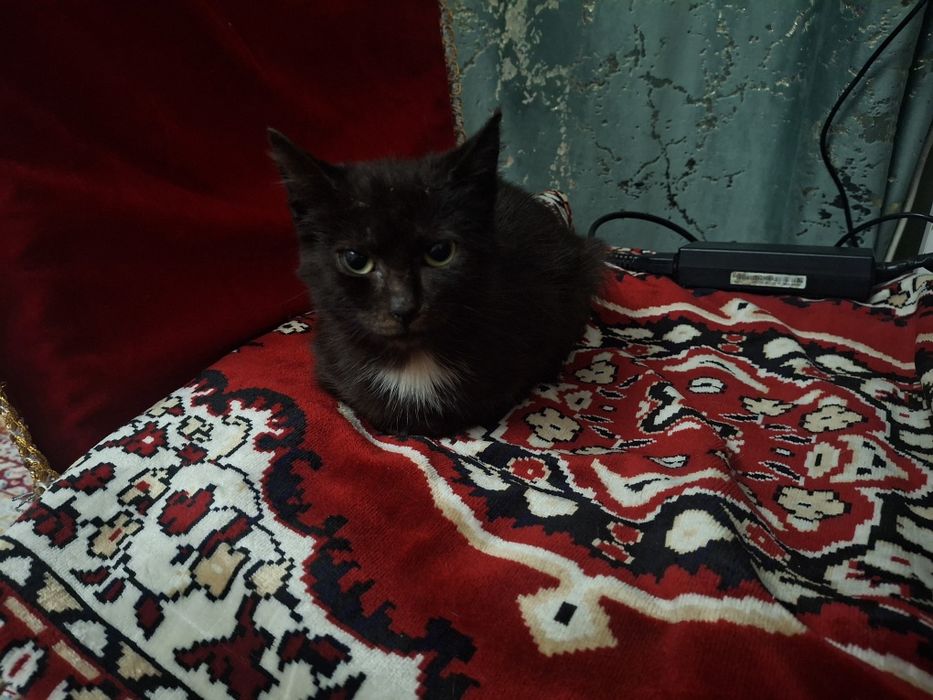 Отдаю котёнка девочку