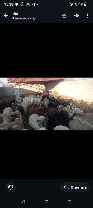 Кой Ешки сатылады