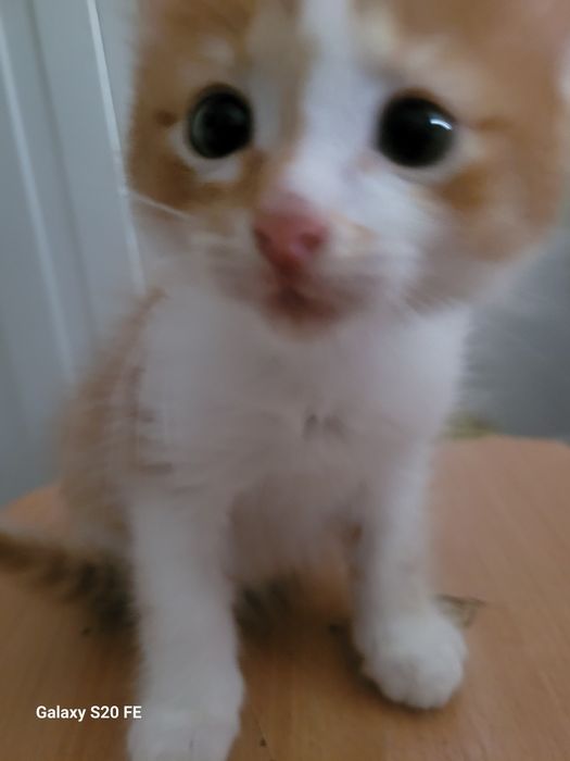 Катенкий  1.5 месяца