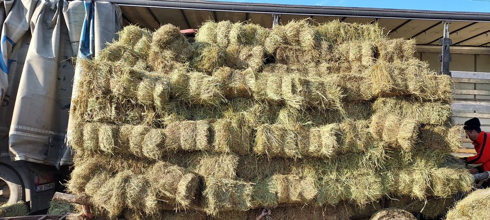 Baloți de fân, lucernă dreptunghiular,rotund! Se asigura transport!