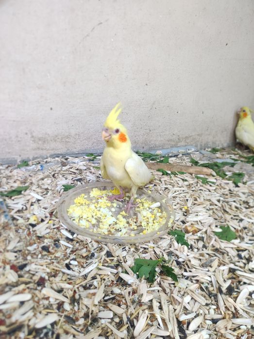 Продам молодых корел ручные