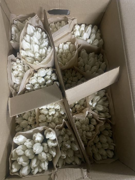 Тюльпаны Склад ОПТОМ