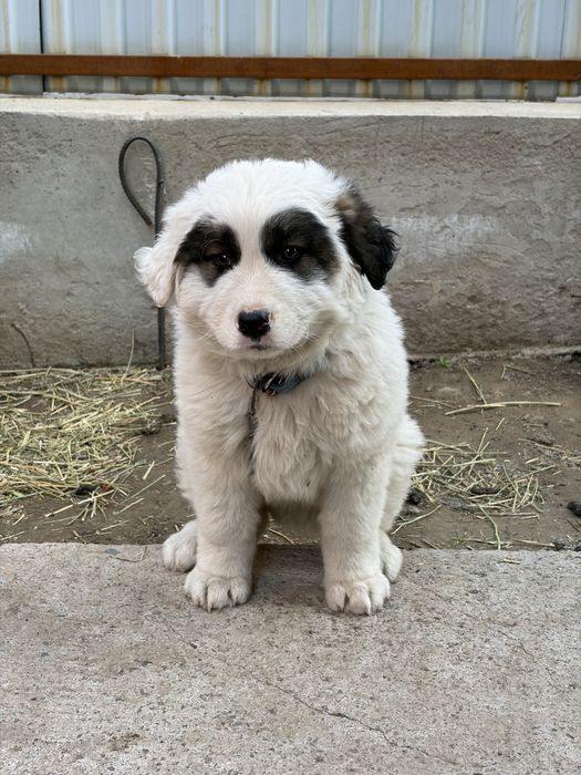 Қазақи төбет 2 айлық