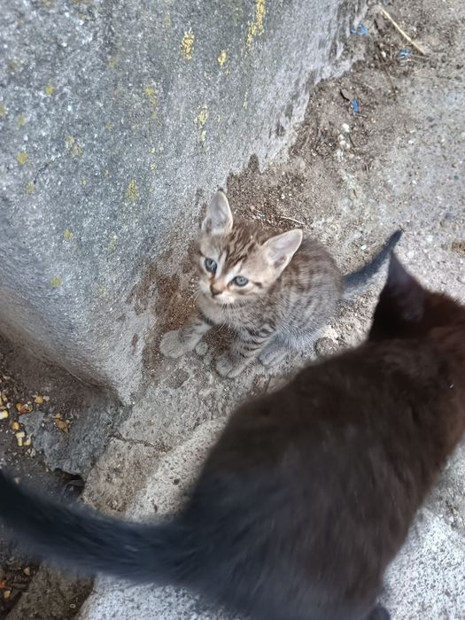 Donez pui de pisica